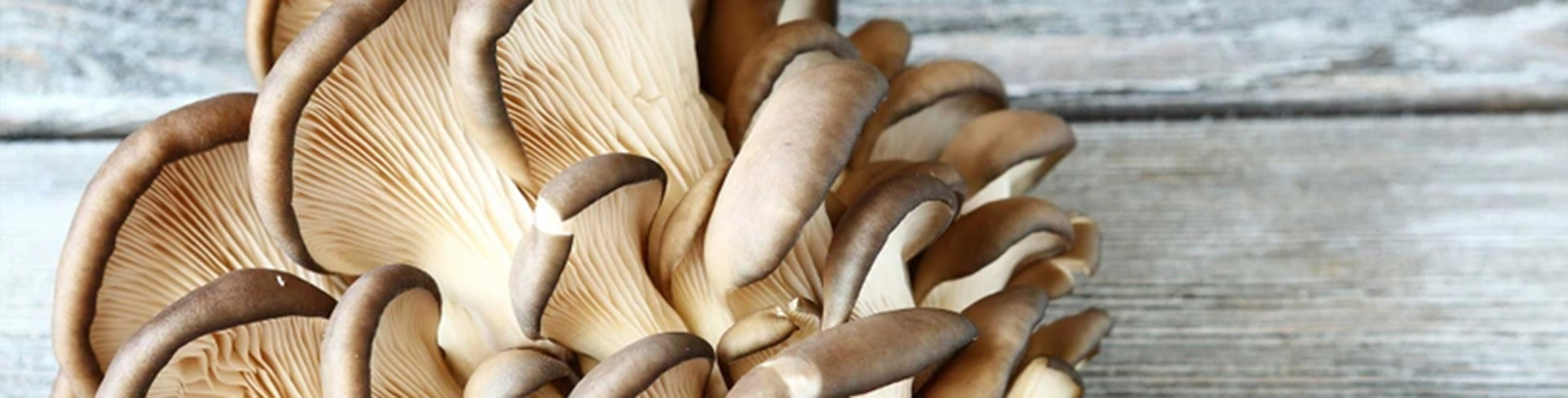 Buchenausternpilz, einer der Hauptbestandteile der Defendyl-Imunoglukan P4H®-Produkte.