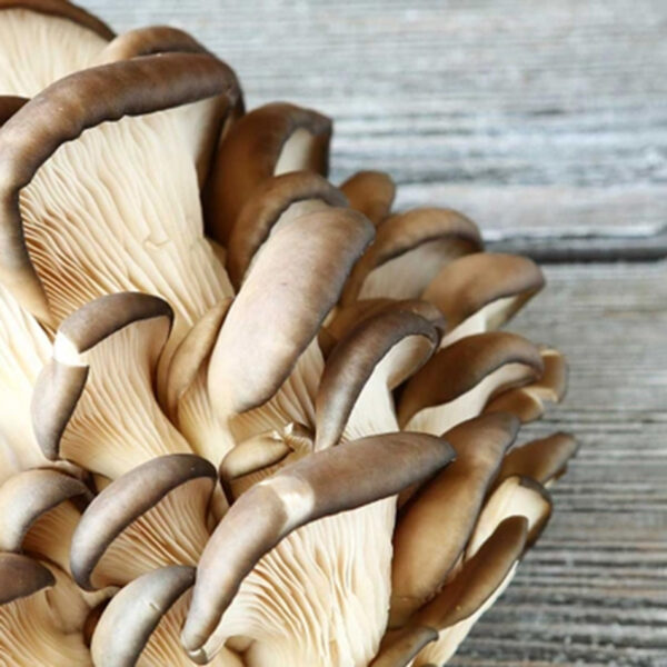 Buchenausternpilz, einer der Hauptbestandteile der Defendyl-Imunoglukan P4H®-Produkte.