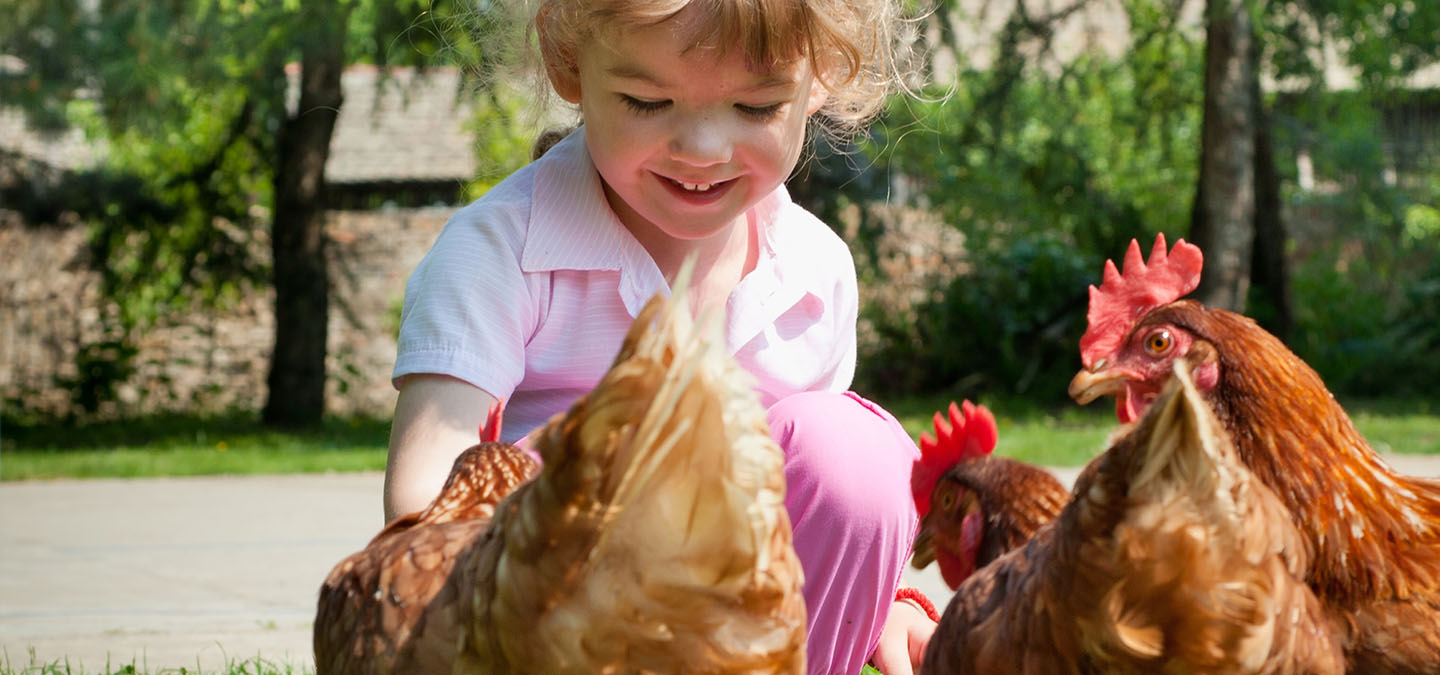 Das Mädchen füttert die Hühner.