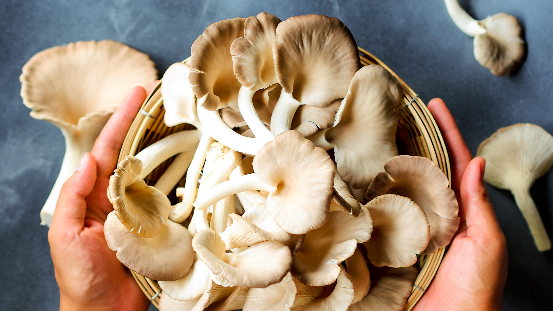 Buchenausternpilz, einer der Hauptbestandteile der Defendyl-Imunoglukan P4H®-Produkte.