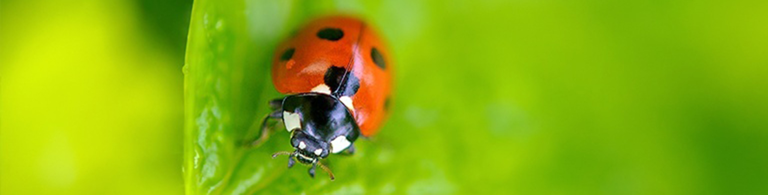 Ladybug ist die Marke der Defendyl-Imunoglucan P4H-Produkte.