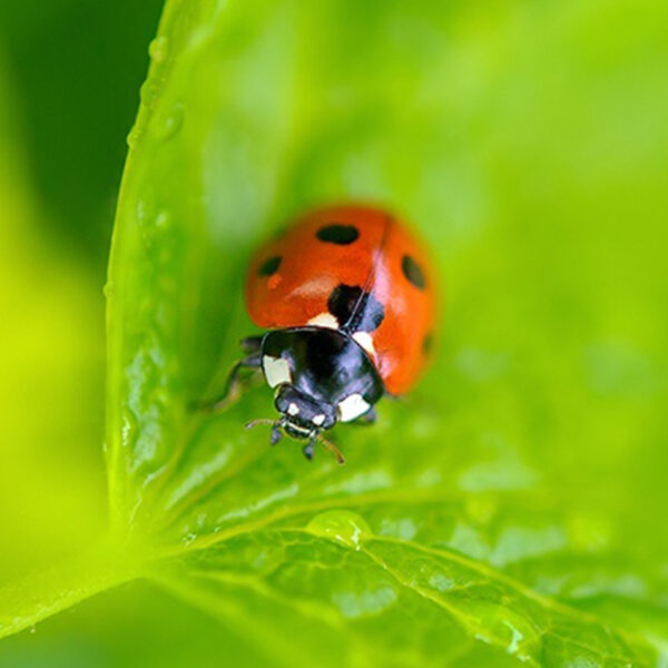 Ladybug ist die Marke der Defendyl-Imunoglucan P4H-Produkte.