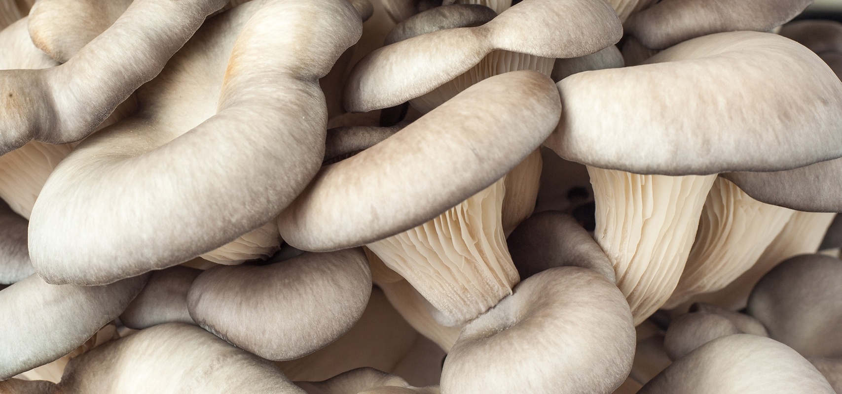 Buchenausternpilz, einer der Hauptbestandteile der Defendyl-Imunoglukan P4H®-Produkte.